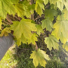 Leaf Removal by Cornerstone Properties and Rentals reviewed on August 4, 2022