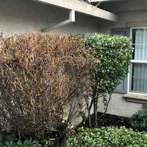 Bush Trimming by Cutler Lawn Care reviewed on July 25, 2021
