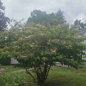 Bush Trimming by Top Turf L.L.C reviewed on May 12, 2022