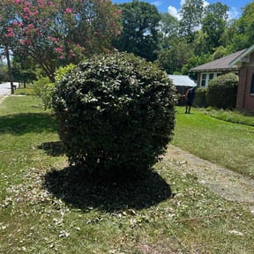 Bush Trimming by Jeremy's Lawn Service reviewed on June 11, 2022