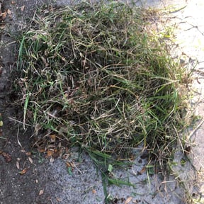 Weeding by CM Lawn Service reviewed on April 19, 2025