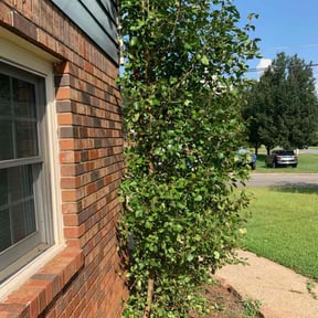 Bush Trimming by King's Scapes of Atlanta LLC reviewed on November 22, 2024