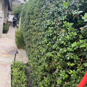 Bush Trimming by Discount Mowing reviewed on July 27, 2022