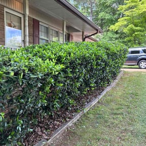 Bush Trimming by Sage LLC reviewed on June 18, 2025