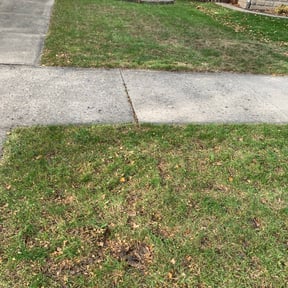 Cleanups by Wgm landscaping reviewed on August 1, 2022