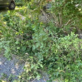 Bush Trimming by Brisk Landscape LLC reviewed on June 28, 2022