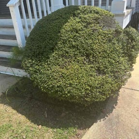 Bush Trimming by Greener Grass Cutting reviewed on May 8, 2022