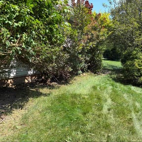 Bush Trimming by Mitchell's Home Solutions reviewed on May 25, 2025