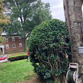 Bush Trimming by Ortega lawn services LL reviewed on June 23, 2022