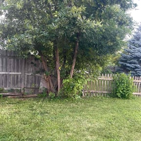Bush Trimming by Lawn care Debris and Tree reviewed on August 10, 2024