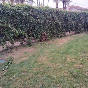 Bush Trimming by Clean cuts mowing reviewed on May 12, 2022
