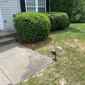 Bush Trimming by CJ Landscaping reviewed on March 21, 2022
