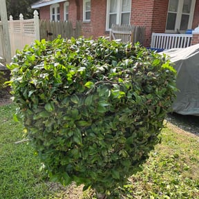 Bush Trimming by A Helping Hand Services LLC reviewed on April 28, 2025