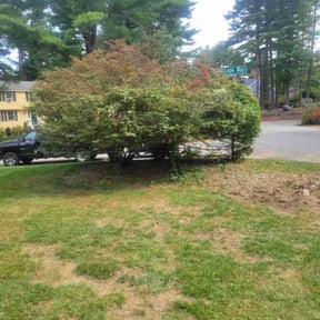 Bush Trimming by Silva Mowers reviewed on May 28, 2022
