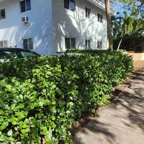 Bush Trimming by Greenview Lawn Solutions llc reviewed on June 24, 2025