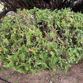 Bush Trimming by Perez Landscaping reviewed on July 16, 2020