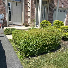 Bush Trimming by Blue Diamond Cleaning Services reviewed on June 21, 2022