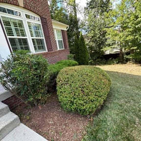 Bush Trimming by Harry Demo and junk removal llc reviewed on April 24, 2022