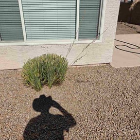 Bush Trimming by LSLTDallas/FortWorthTruGreen reviewed on May 20, 2023