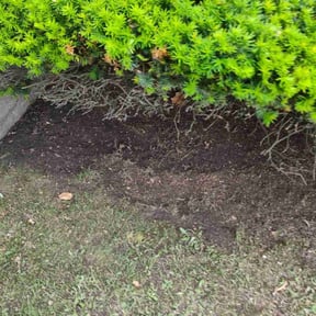 Leaf Removal by One yard at a time reviewed on March 21, 2022