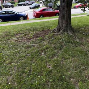 Cleanups by Andre Lawns reviewed on December 12, 2024