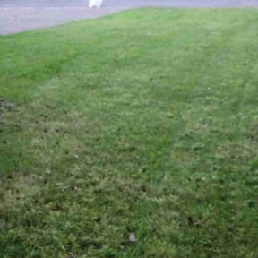 Leaf Removal by GarcÃa-G lawn care service LLC reviewed on June 29, 2022