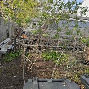 Cleanups by Reliable Cuts Lawn service LLC reviewed on June 29, 2022