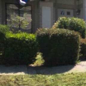 Bush Trimming by Legacy Lawn care reviewed on July 21, 2022