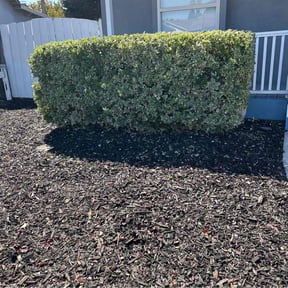 Bush Trimming by Terry and Family Management LLC reviewed on April 26, 2022