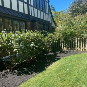 Bush Trimming by Clutch Driver Express LLC reviewed on April 9, 2025