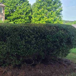 Bush Trimming by Townsend boyz services reviewed on August 29, 2024