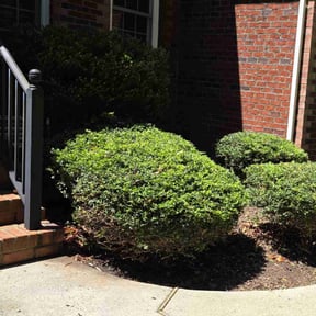 Bush Trimming by CM Lawn Care LLC reviewed on December 21, 2024