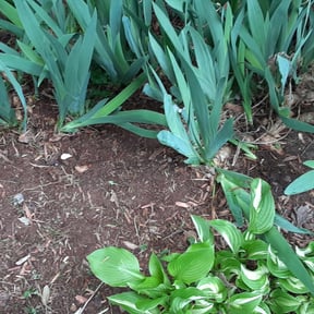 Flower Bed Weeding by Lawn services JAV reviewed on November 20, 2024