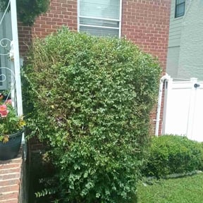 Bush Trimming by Krenik lawn services reviewed on October 24, 2024