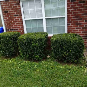 Bush Trimming by LSLTDallas/FortWorthTruGreen reviewed on June 17, 2025