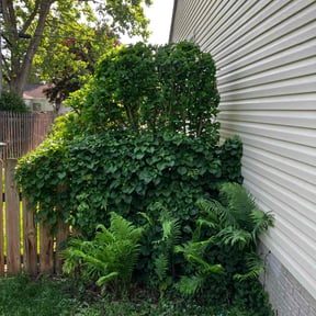 Bush Trimming by HLC Management reviewed on June 13, 2022