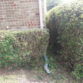Bush Trimming by A.R. Curb Appeal LLC reviewed on April 28, 2022