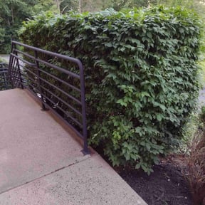 Bush Trimming by Premium Design Landscaping Inc reviewed on June 22, 2022