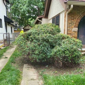 Bush Trimming by BD's Platinum Lawncare LLC reviewed on April 6, 2022