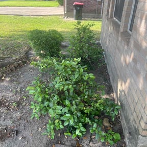 Bush Trimming by Alexis perez reviewed on August 27, 2024