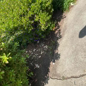 Flower Bed Weeding by Unknown reviewed on November 14, 2024