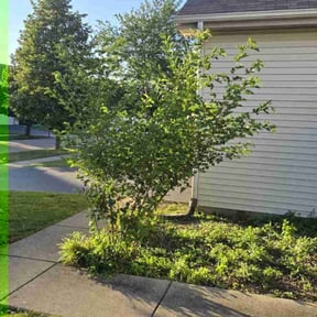 Bush Trimming by Yanez Brothers Landscaping reviewed on June 30, 2022