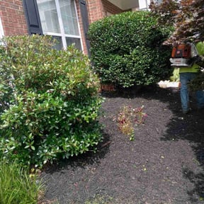 Bush Trimming by Professinal Yard Men reviewed on August 1, 2022