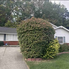 Bush Trimming by Green Matters Lawn Care reviewed on June 7, 2025