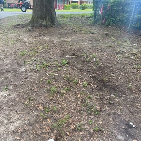 Leaf Removal by Them Joneses reviewed on March 3, 2025