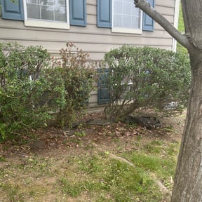 Bush Trimming by MJC3 Solutions LLC reviewed on August 3, 2024