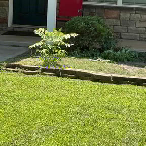 Bush Trimming by Cutting up Lawn and Tree Care reviewed on August 5, 2022