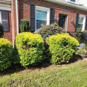 Bush Trimming by Jason's Home Service's LLC reviewed on May 8, 2022