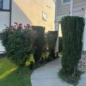 Bush Trimming by CCs lawn service LLC reviewed on June 6, 2022