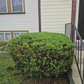 Bush Trimming by Leos lawns reviewed on June 11, 2022
